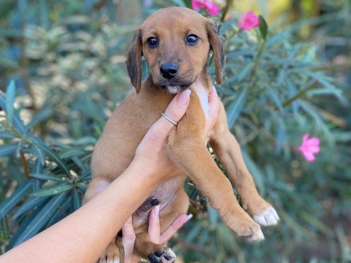 Adozione cane, maschio, meticcio, 7 mesi, taglia media, Messina