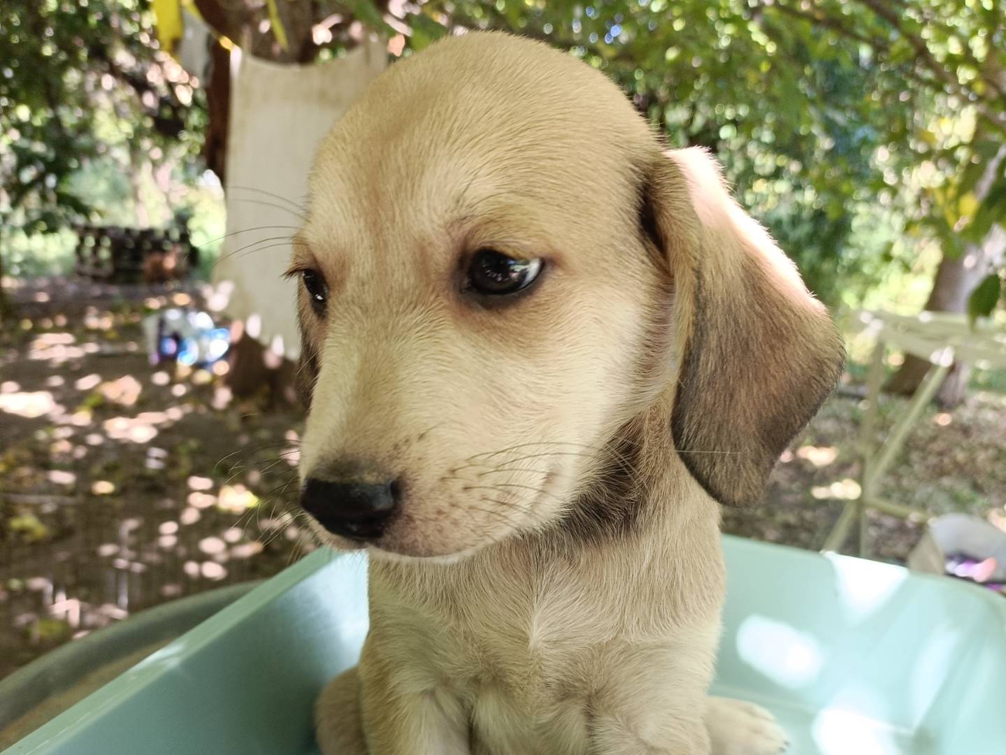 Vuoi adottare un cane a Messina?