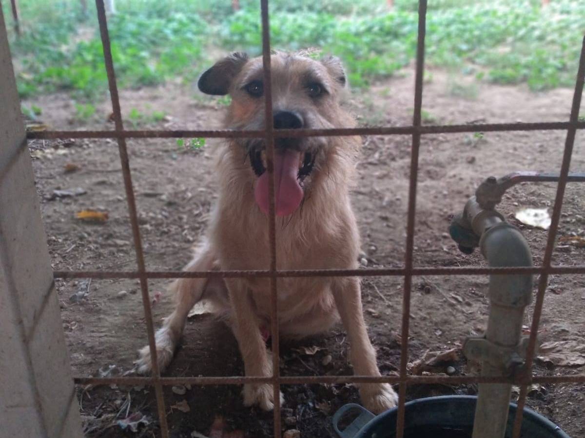 Foto dell'animale