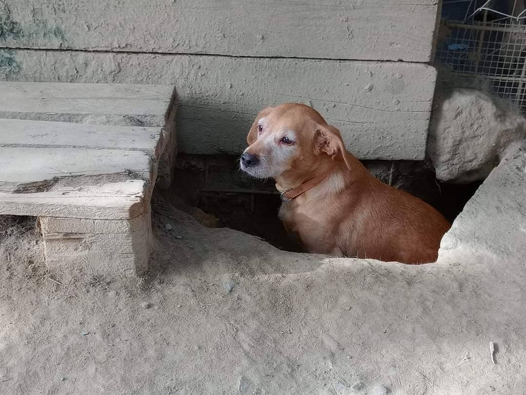 Adotta un cane, femmina, 5 anni  e 5 mesi , Pisa