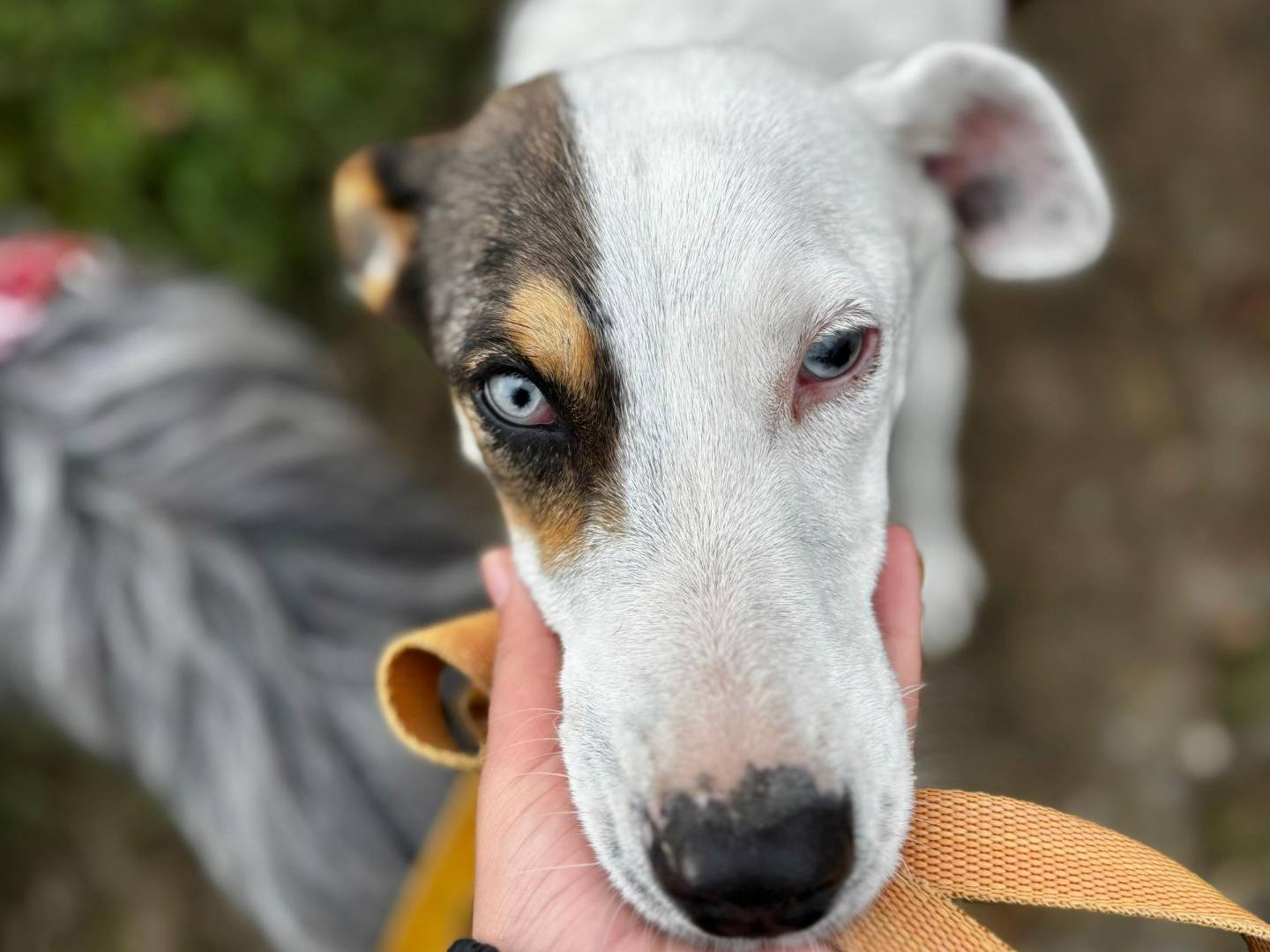 Adozione cane, femmina, meticcio, 6 anni e 9 mesi, taglia media contenuta, Milano