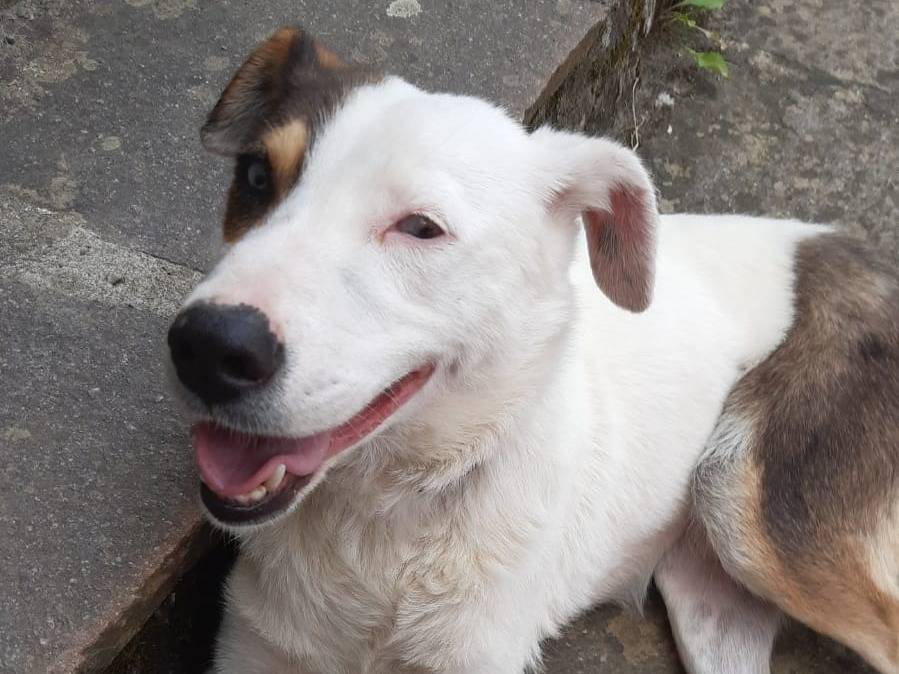 Adotta un cane, femmina, 6 anni e 9 mesi, Milano
