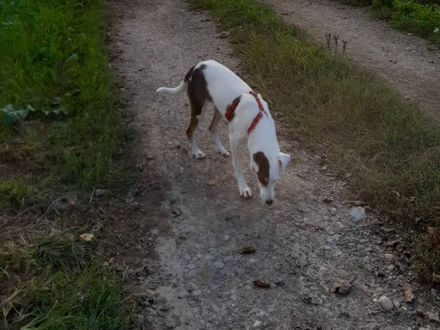 Adotta un cane, taglia media contenuta, femmina, Milano