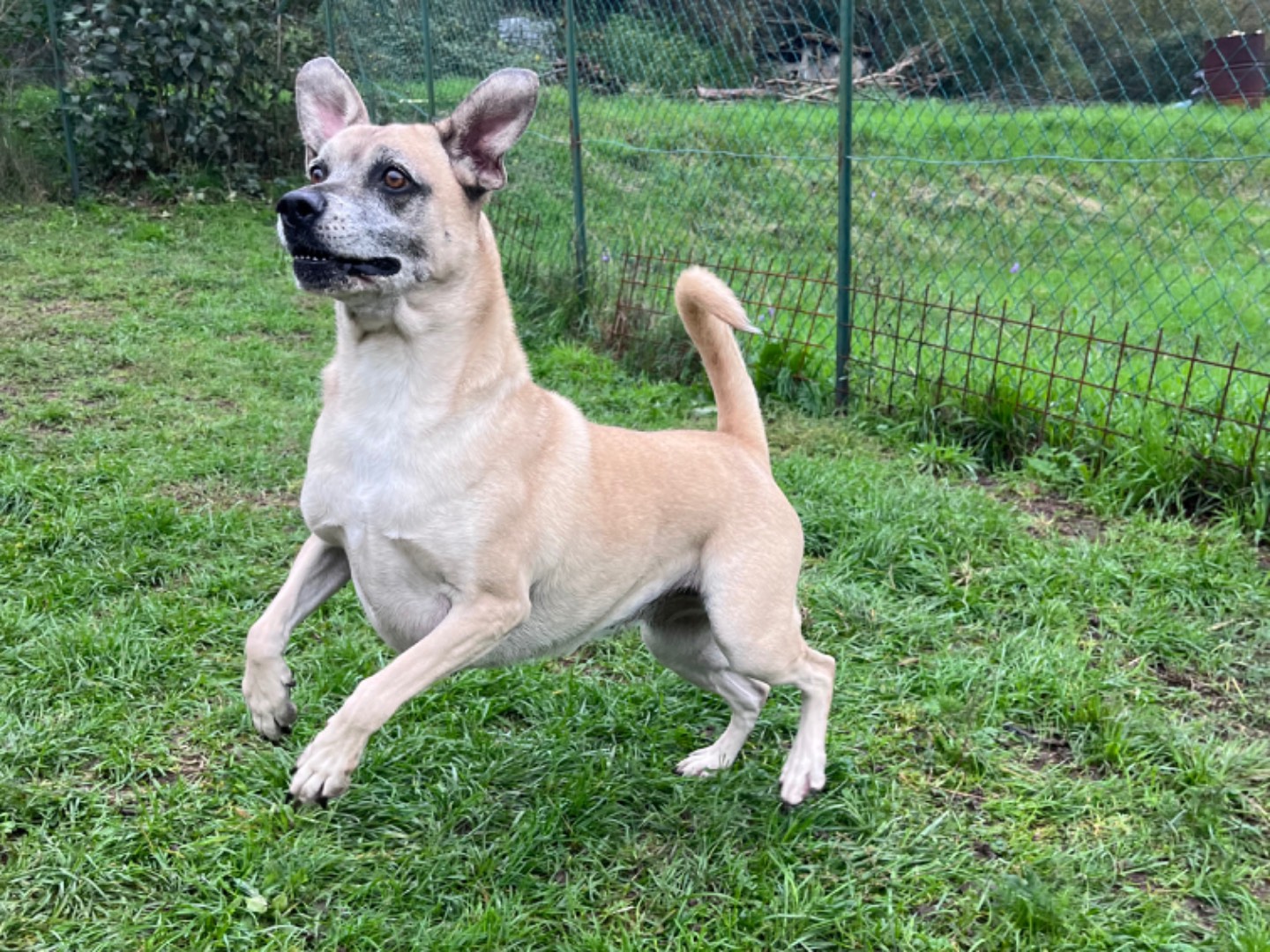 Adotta un cane, femmina, 10 anni  e 5 mesi , Savona
