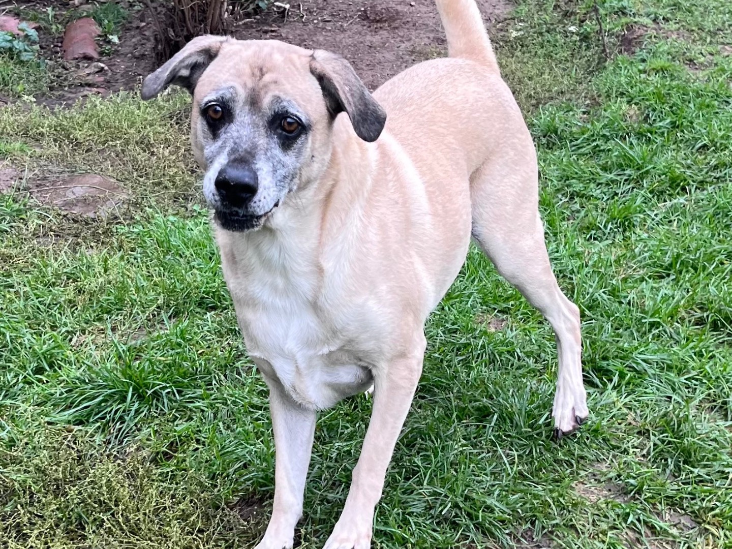Adotta un cane, taglia media, femmina, Savona