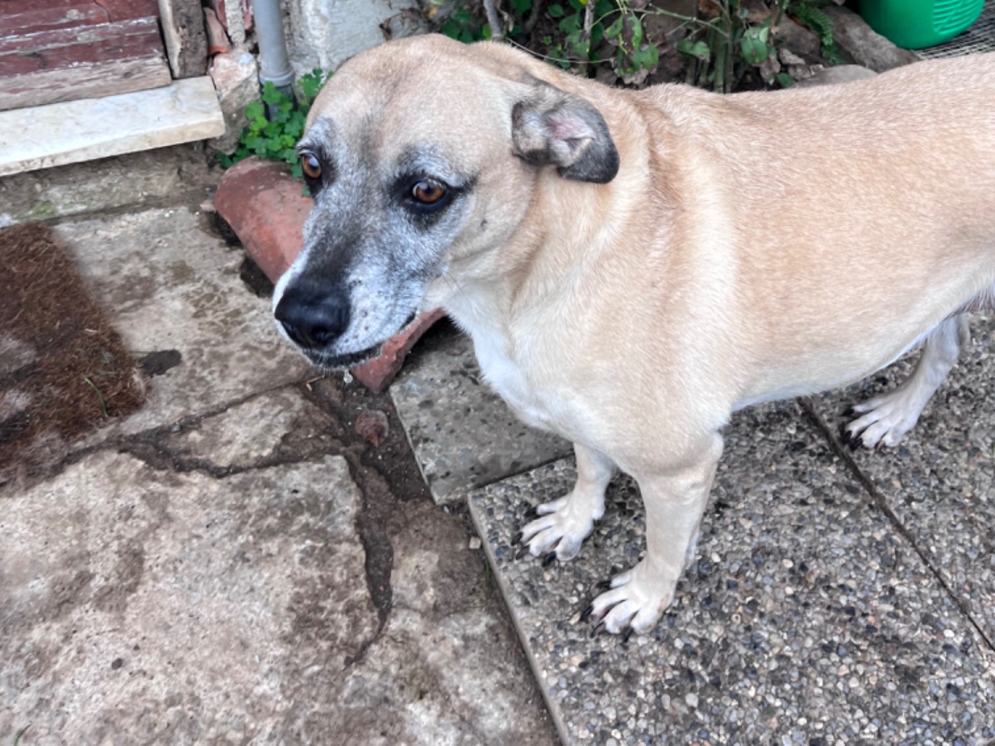 Vuoi adottare un cane a Savona?