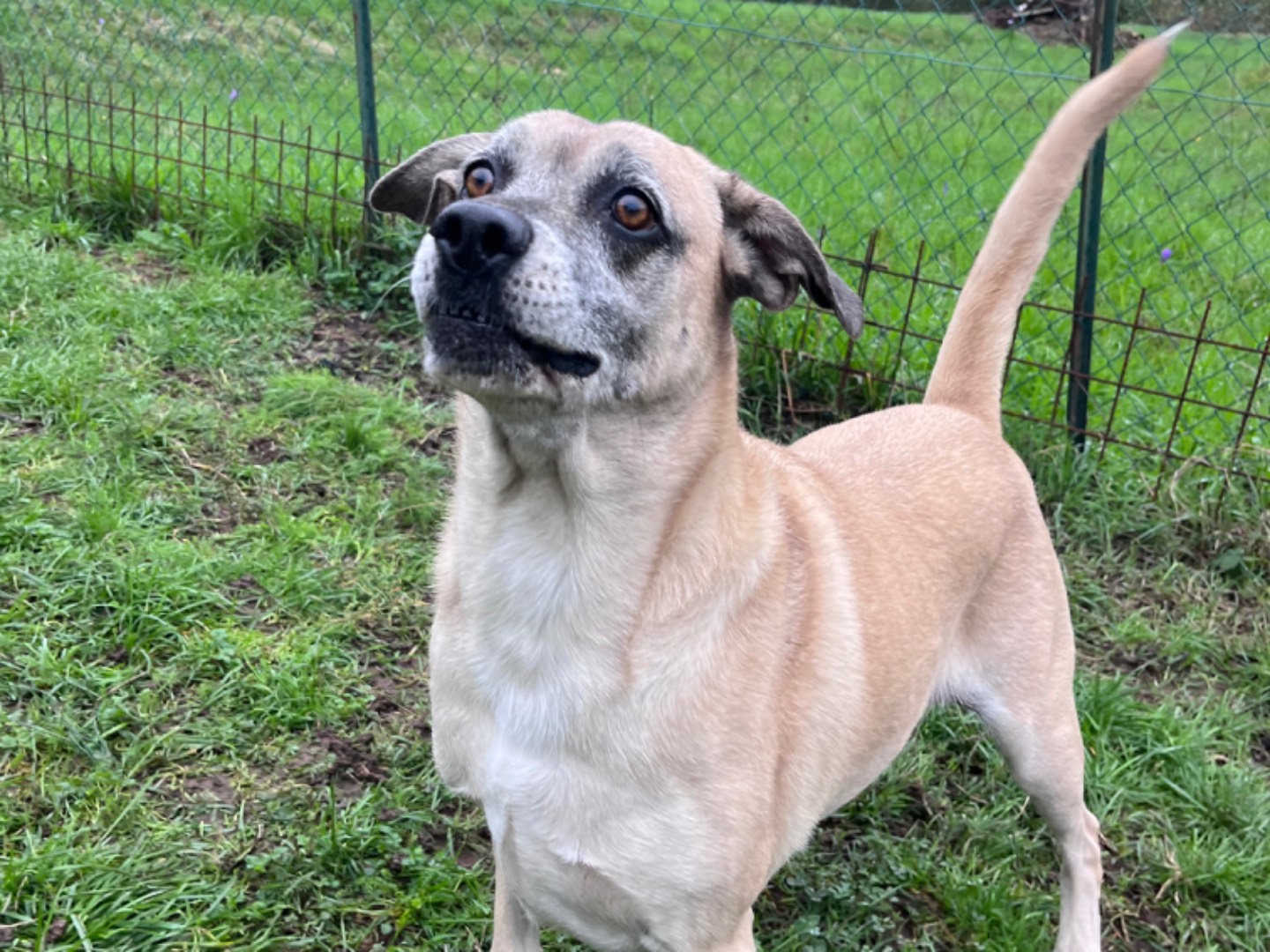 Adotta il cane Alice a Savona
