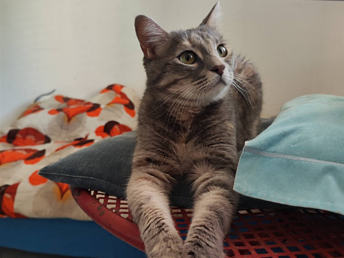 Adotta un gatto, femmina, 3 anni  e 3 mesi , Teramo