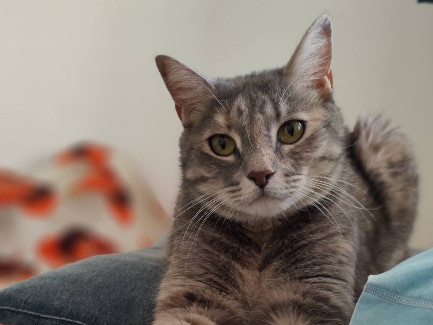 Adotta un gatto, taglia non valida, femmina, Teramo