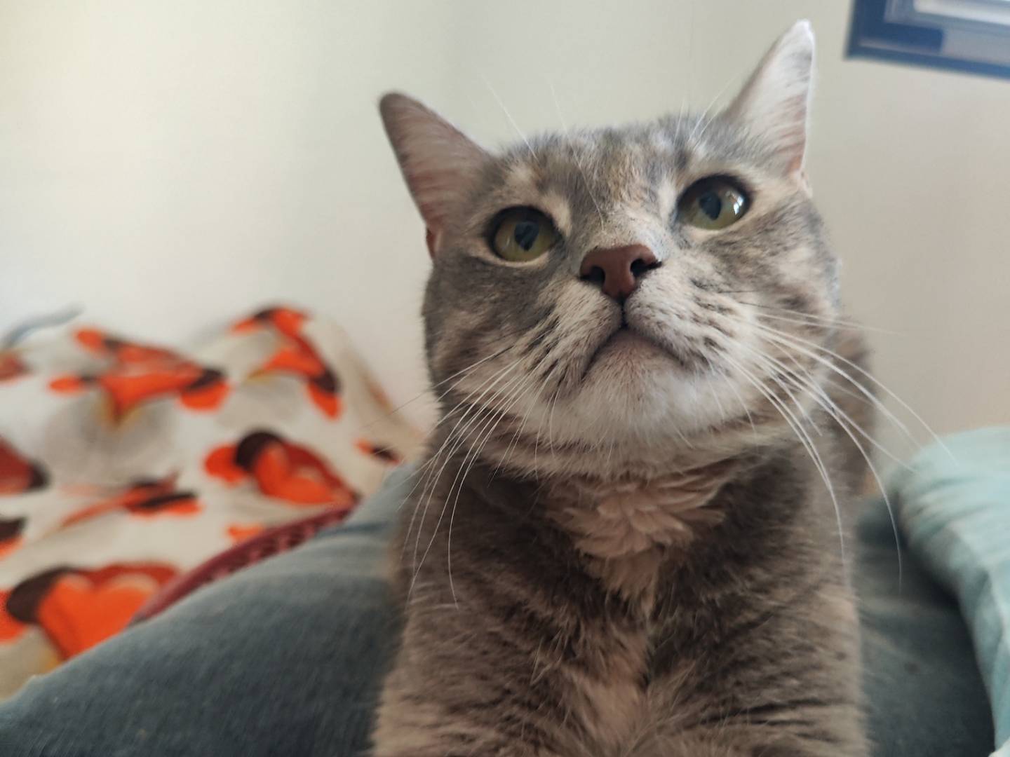 Vuoi adottare un gatto a Teramo?