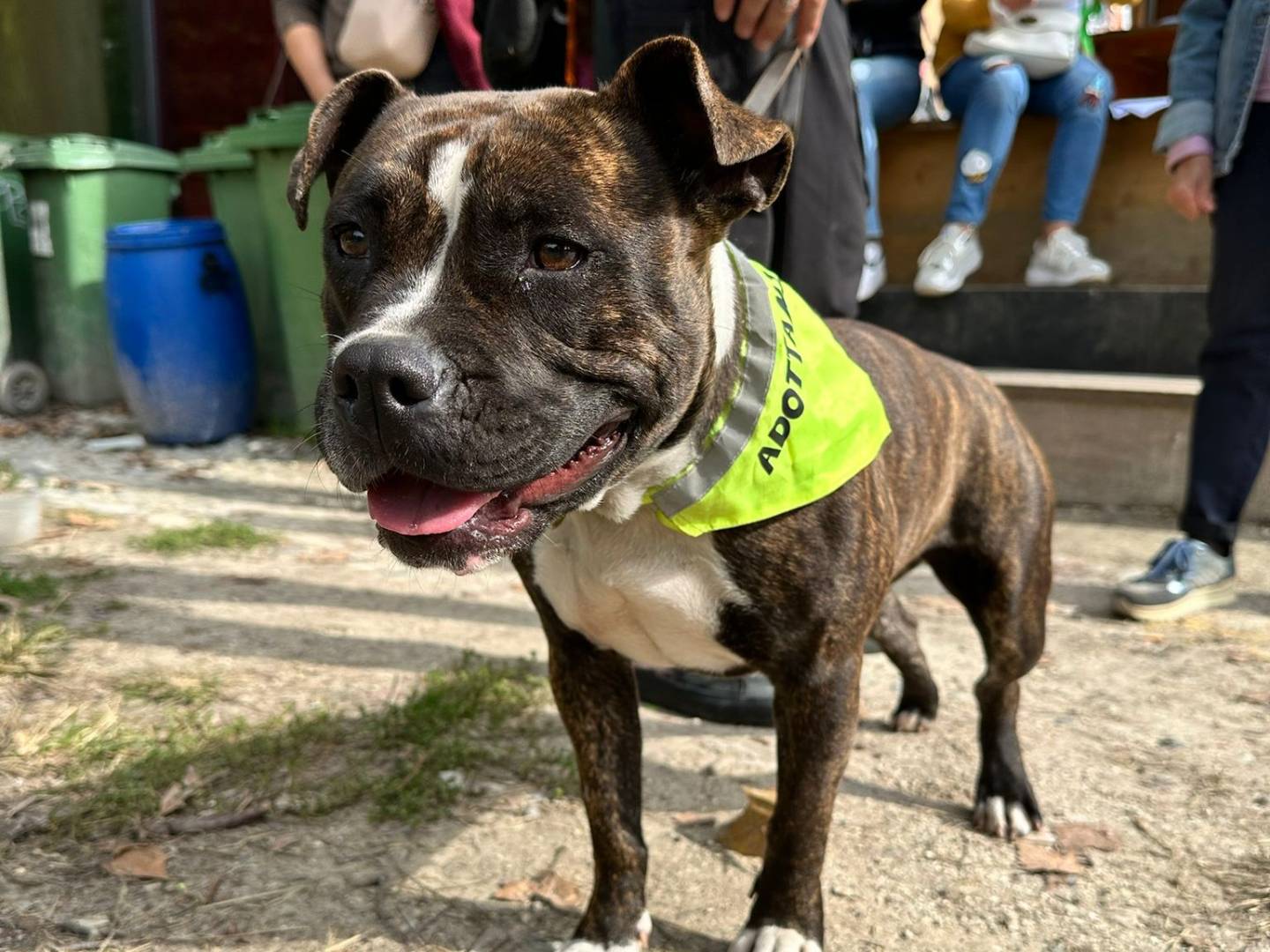 Adozione cane, femmina, Razza sconosciuta Razza sconosciuta, 1 anno e 10 mesi , taglia media, Milano