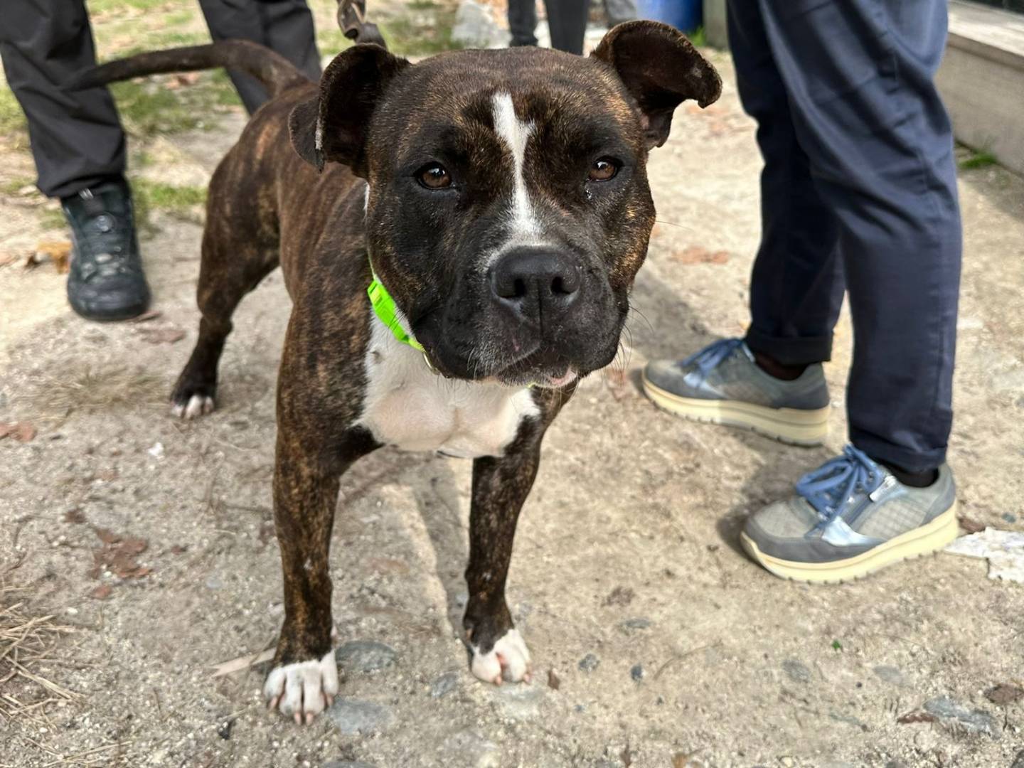 Adotta un cane, taglia media, femmina, Milano