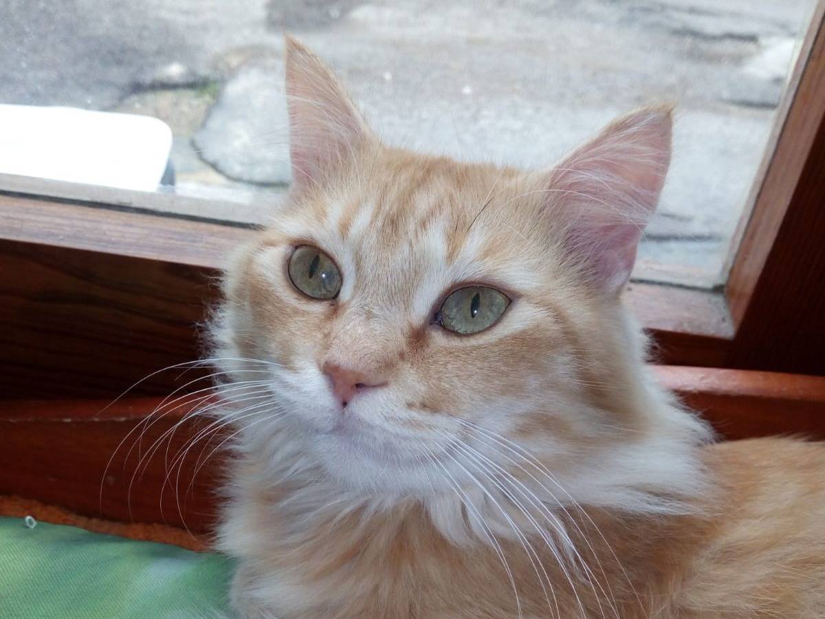 Adozione gatto, maschio, meticcio, 1 anno e 11 mesi, taglia non valida, Lecce