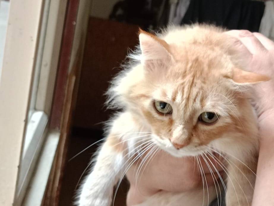 Adotta un gatto, maschio, 1 anno e 11 mesi, Lecce