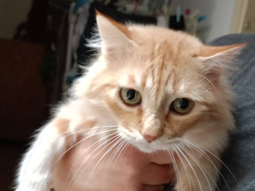 Adotta un gatto, taglia non valida, maschio, Lecce