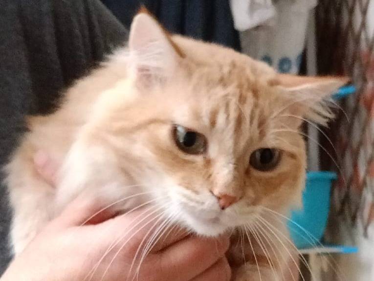 Vuoi adottare un gatto a Lecce?