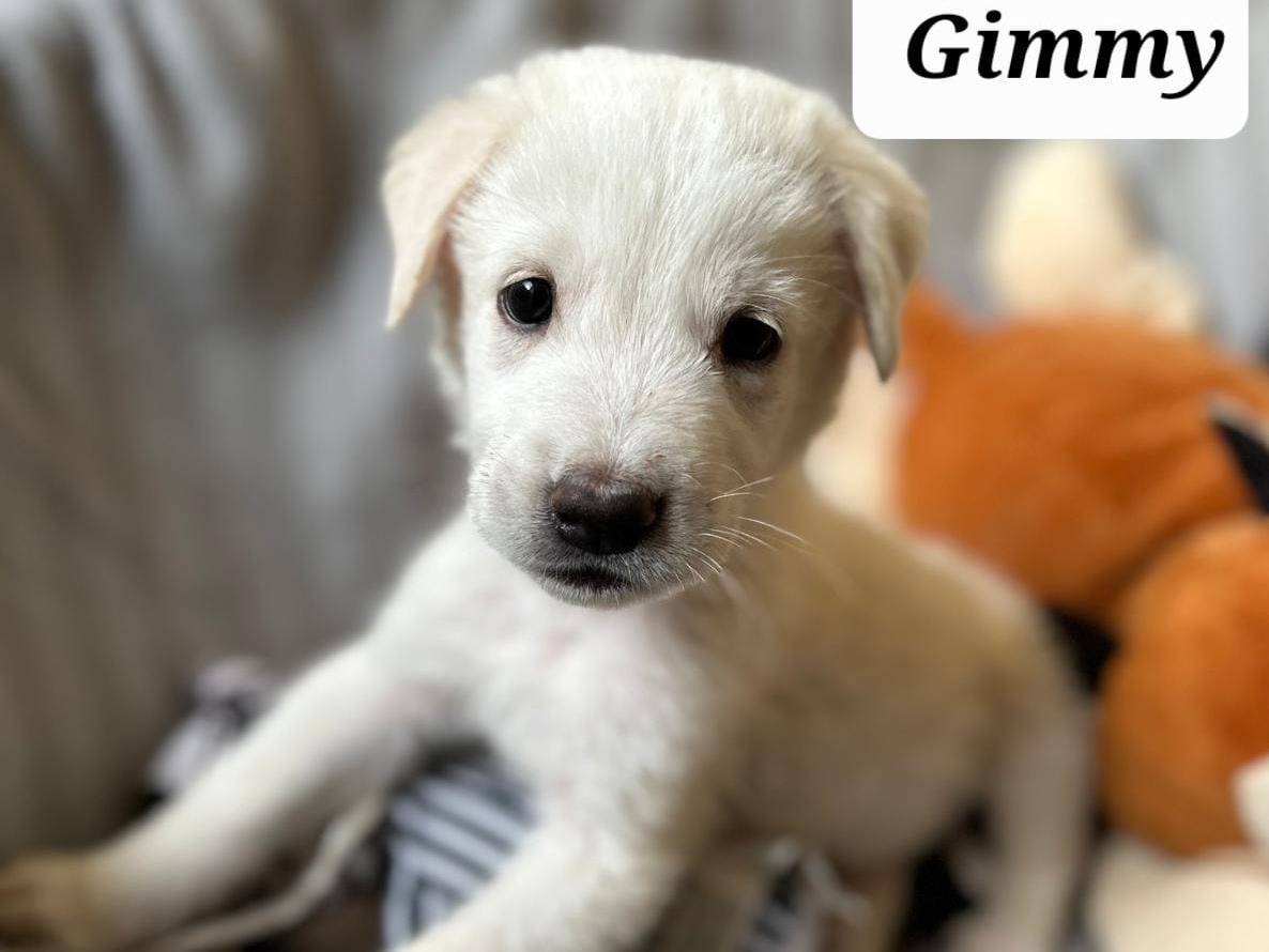 Adozione cane, maschio, meticcio, 1 anno e 1 mese, taglia piccola, Catania