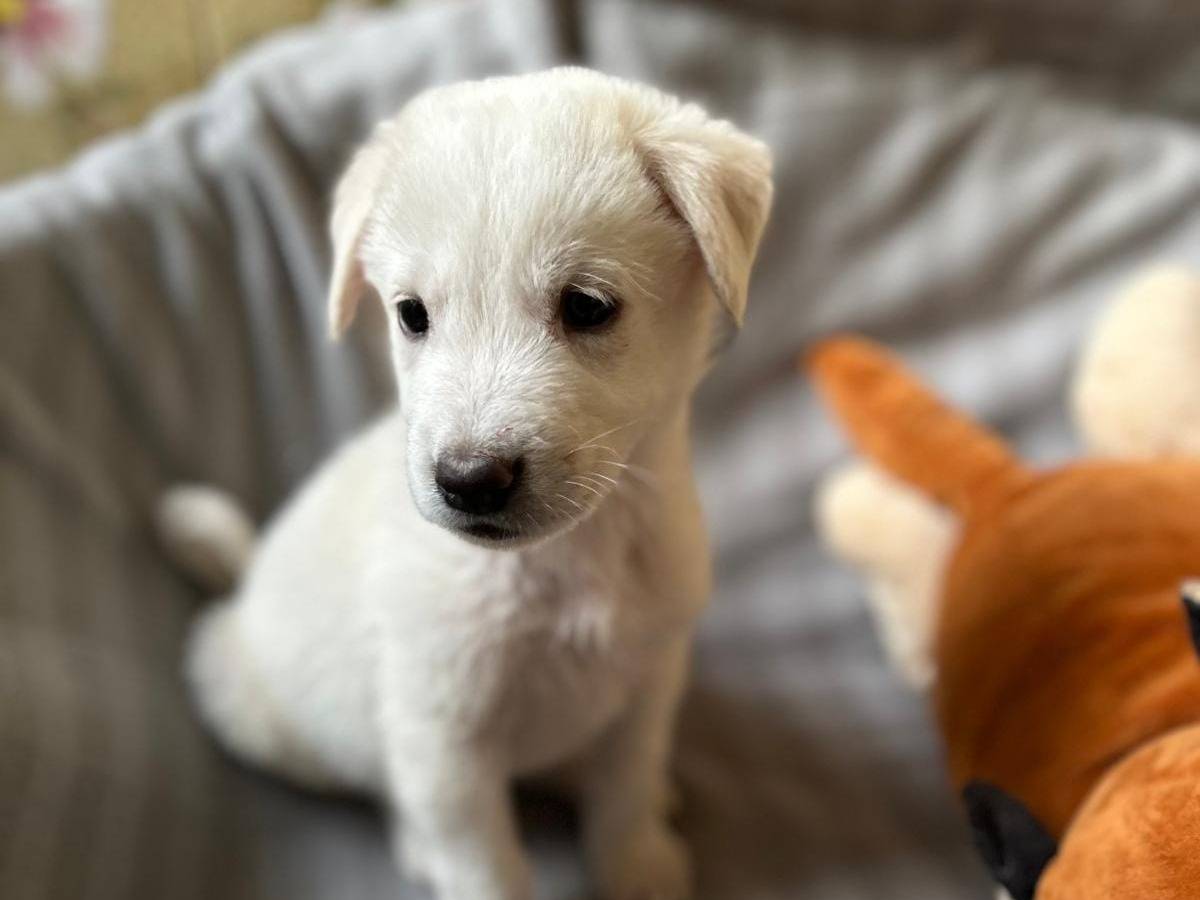 Adotta un cane, maschio, 1 anno e 1 mese, Catania