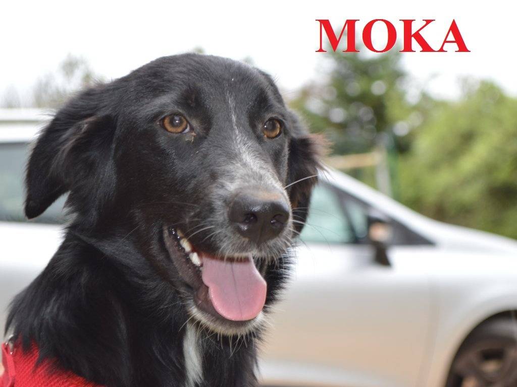Adozione cane, femmina, meticcio, 1 anno e 5 mesi, taglia media contenuta, Lecce