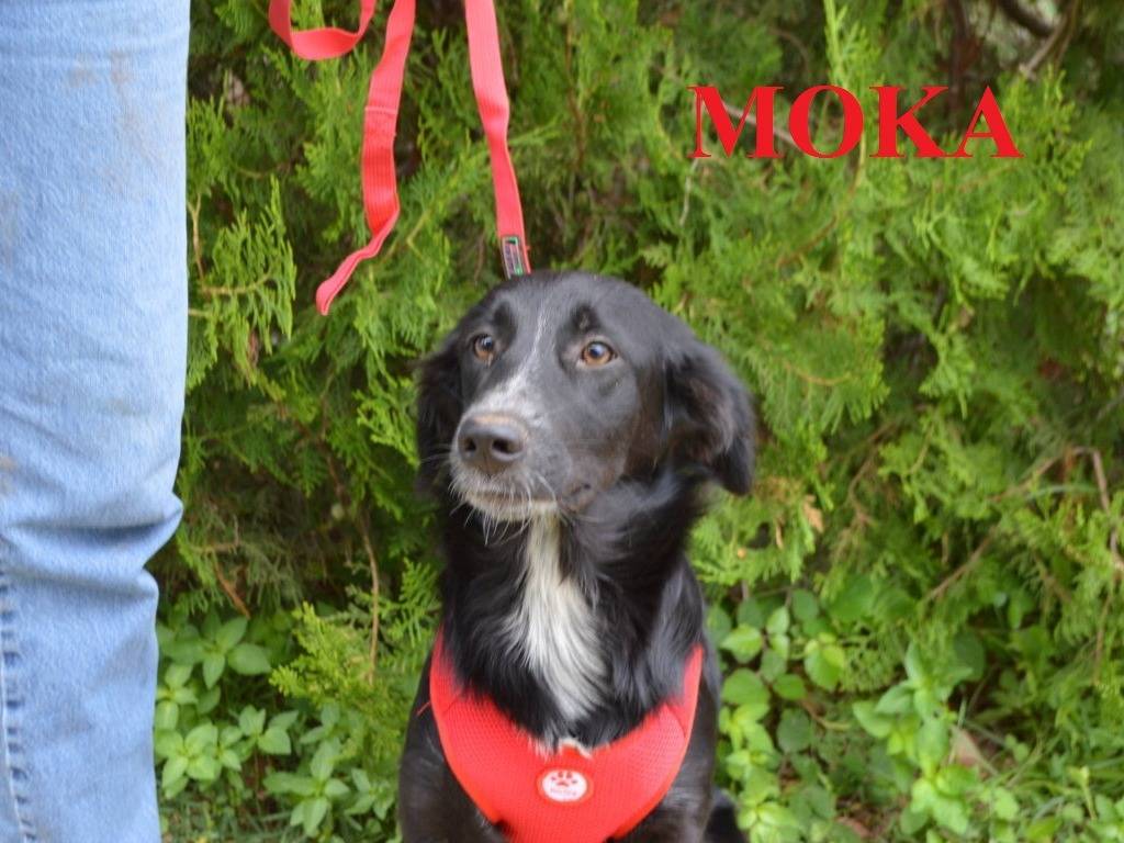 Adotta un cane, femmina, 1 anno e 5 mesi, Lecce