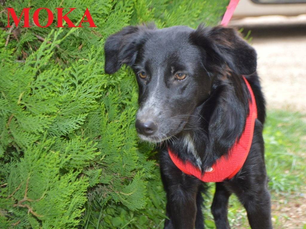 Adotta un cane, taglia media contenuta, femmina, Lecce