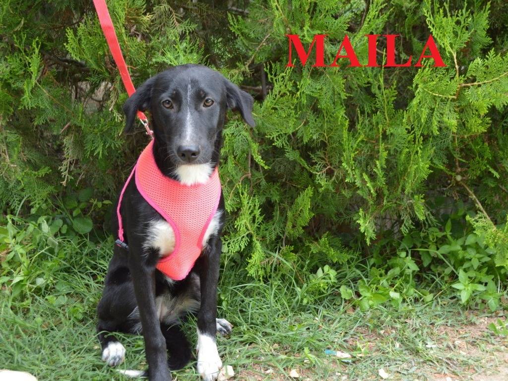 Adozione cane, femmina, meticcio, 1 anno e 5 mesi, taglia media contenuta, Lecce