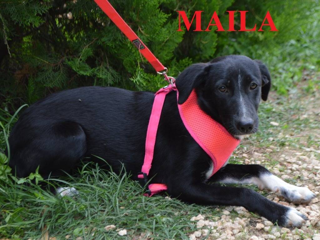 Adotta un cane, femmina, 1 anno e 5 mesi, Lecce