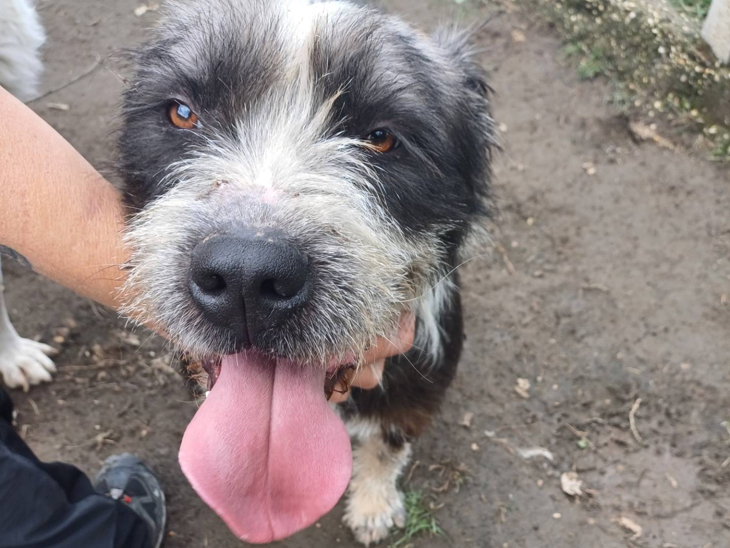 Adotta un cane, maschio, 3 anni  e 4 mesi , Roma