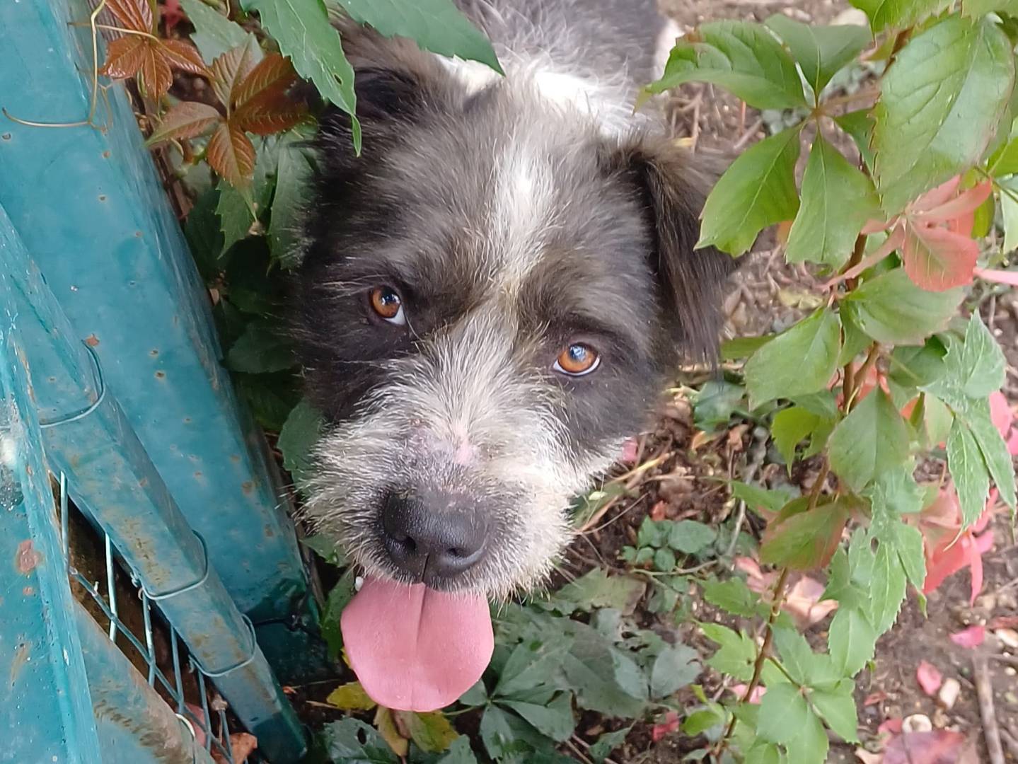 Adotta un cane, taglia grande, maschio, Roma