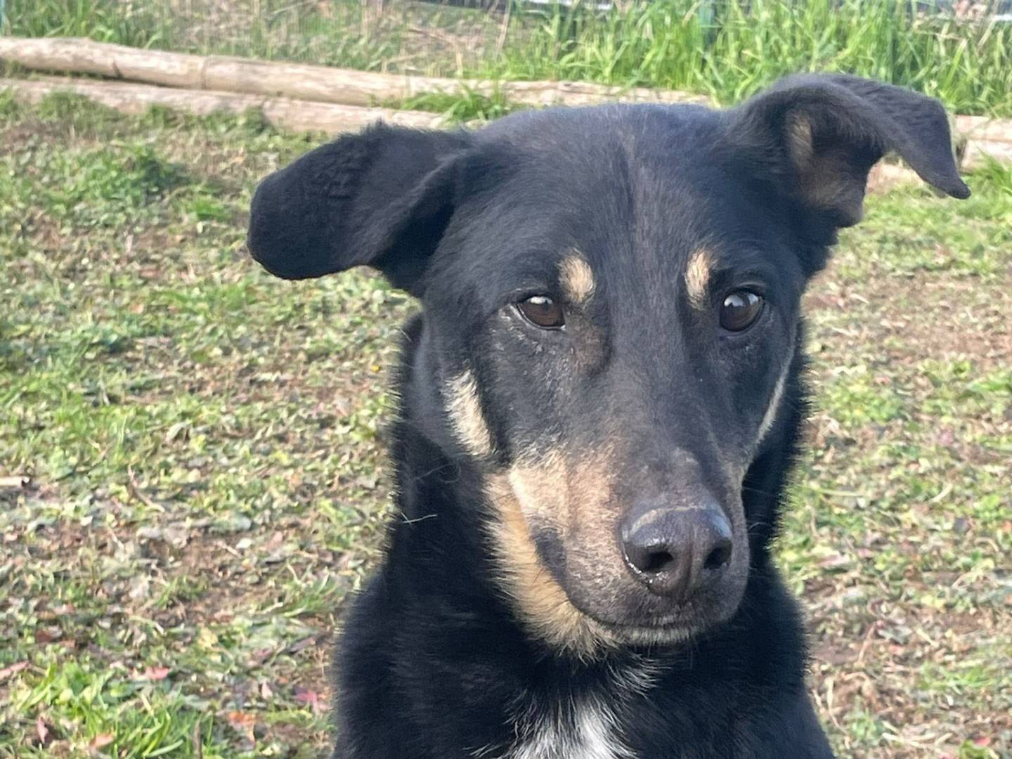 Adotta un cane, maschio, 8 anni  e 3 mesi , Pavia