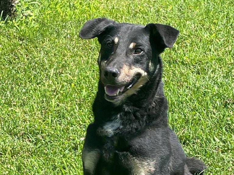Adotta un cane, taglia media, maschio, Pavia