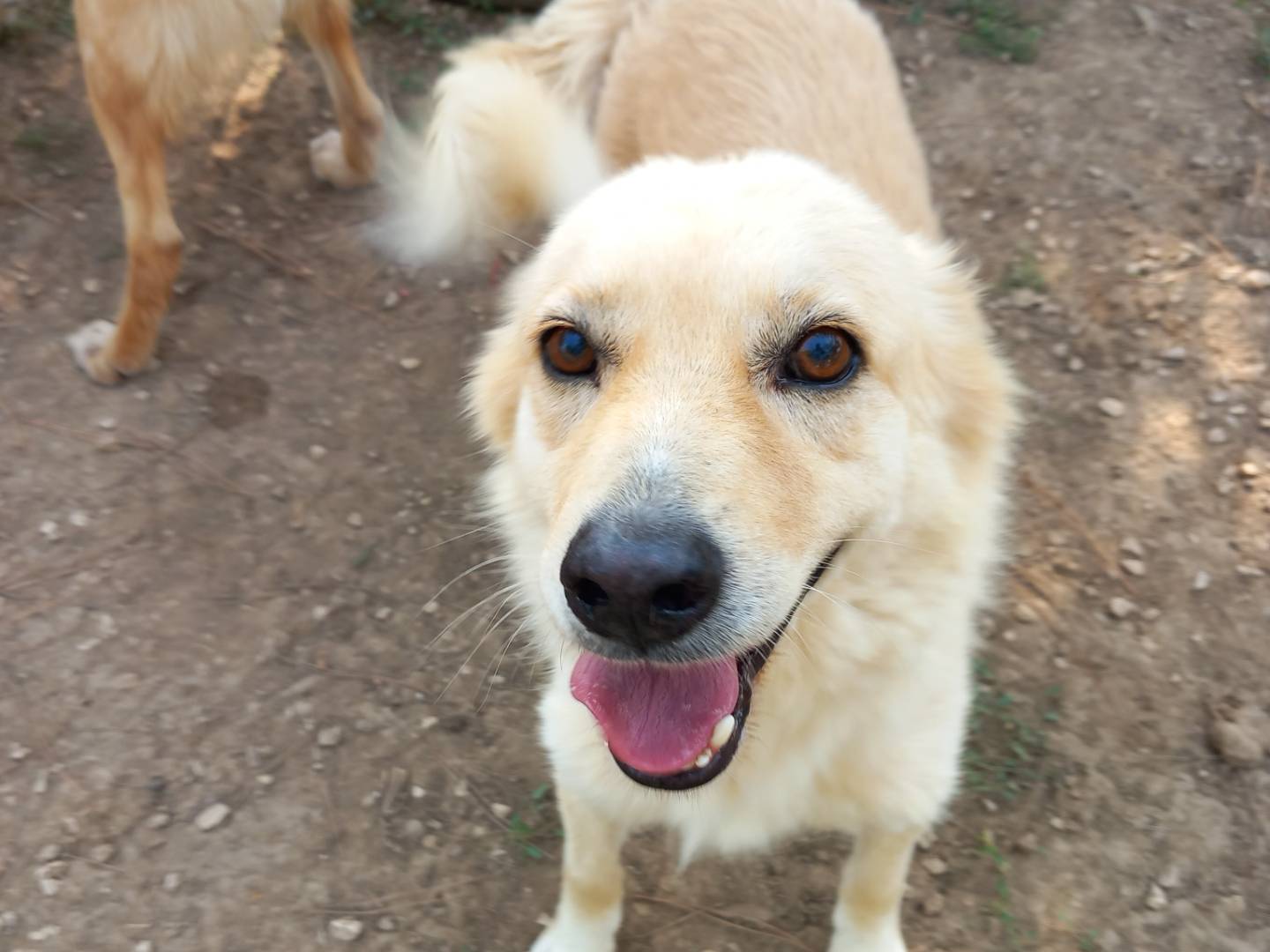 Foto dell'animale