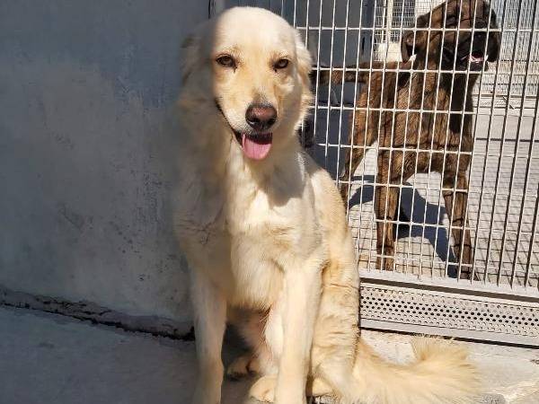 Adotta un cane, maschio, 8 anni  e 3 mesi , Barletta