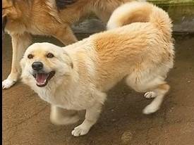 Adotta il cane Bread a Barletta