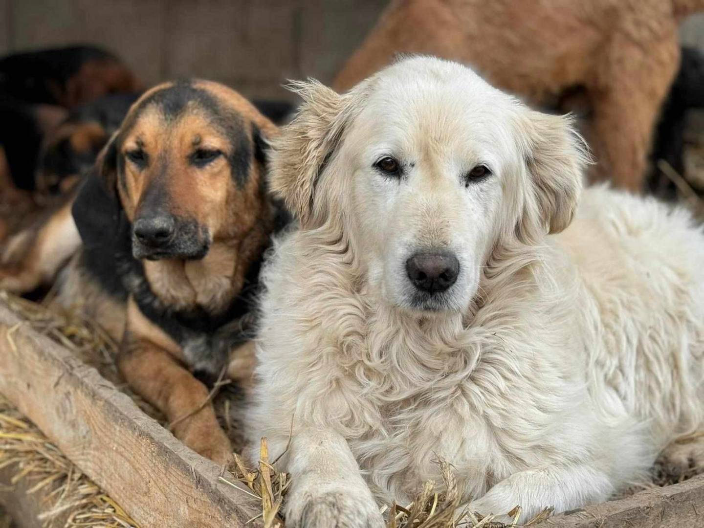 Adozione cane, maschio, meticcio, 7 anni  e 1 mese, taglia grande, Firenze