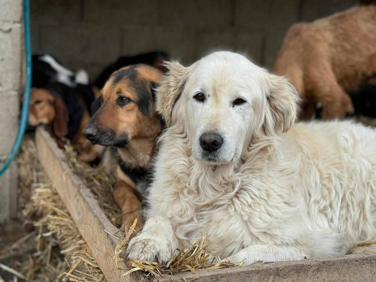 Adotta un cane, maschio, 7 anni  e 1 mese, Firenze