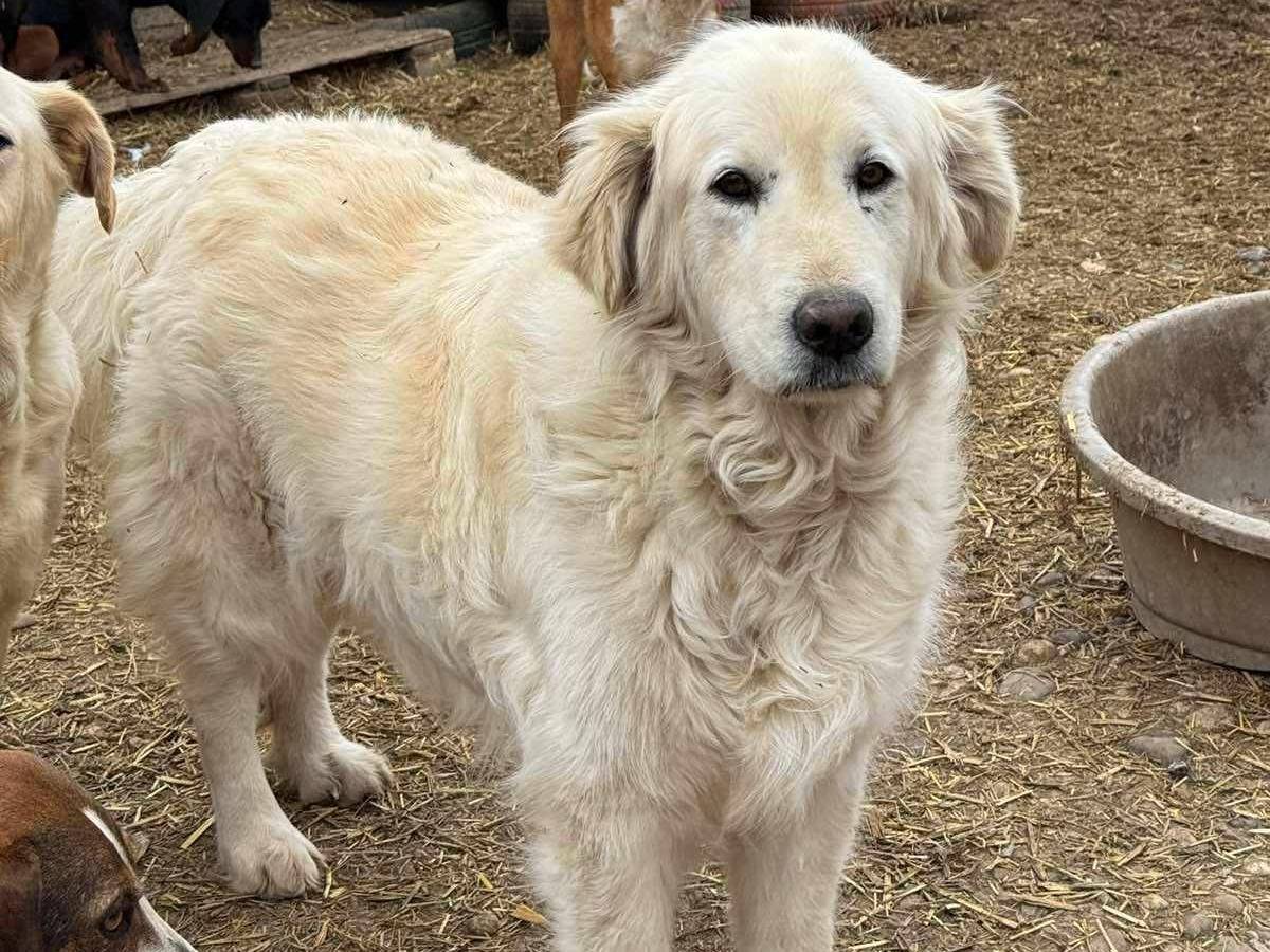 Adotta un cane, taglia grande, maschio, Firenze