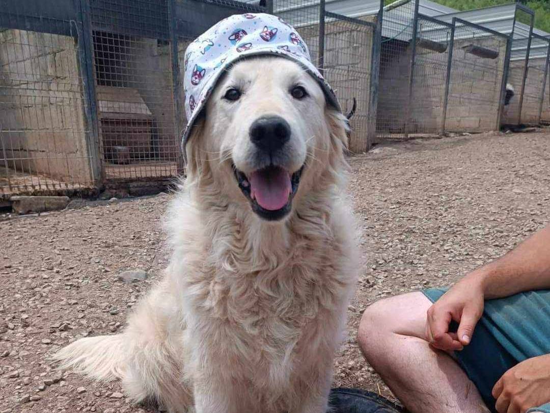 Vuoi adottare un cane a Firenze?