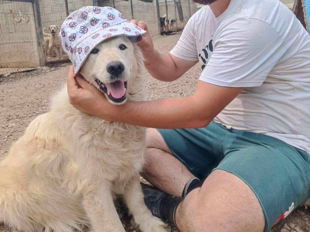Adotta il cane MARLEY a Firenze