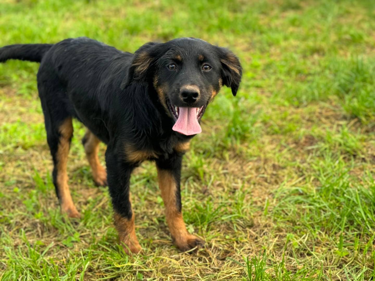 Vuoi adottare un cane a Frosinone?