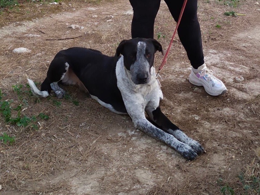 Adozione cane, maschio, Razza sconosciuta Razza sconosciuta, 7 anni e 10 mesi, taglia media, Brindisi