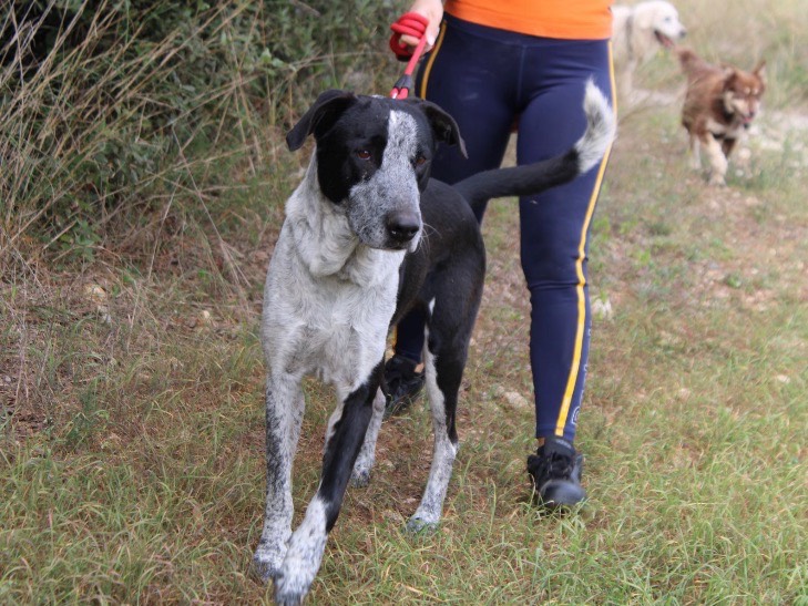 Adotta un cane, maschio, 7 anni e 10 mesi, Brindisi