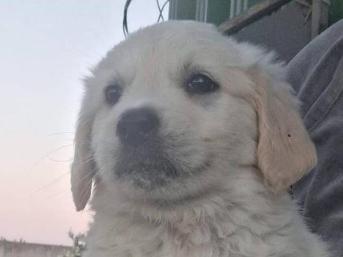 Vuoi adottare un cane a Crotone?