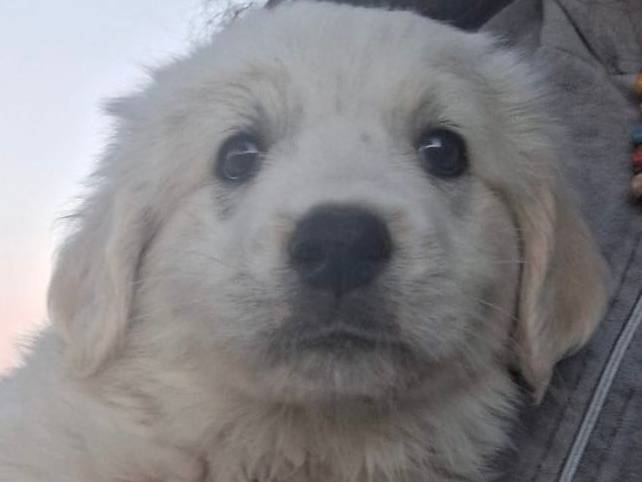 Adozione cane, femmina, meticcio, 1 anno e 3 mesi, taglia grande, Crotone