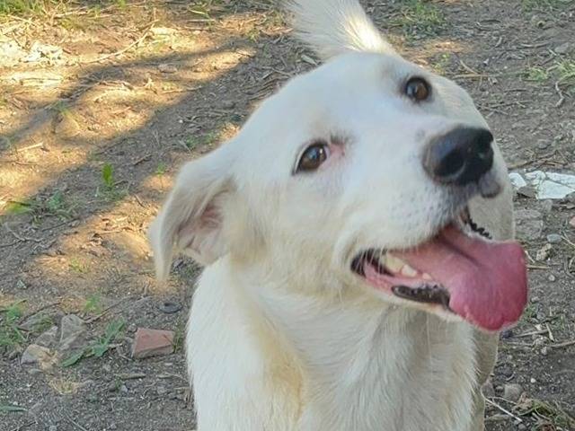 Adotta un cane, taglia media, femmina, Crotone