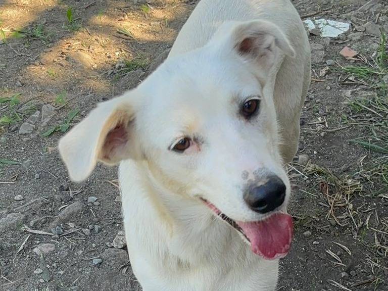 Vuoi adottare un cane a Crotone?