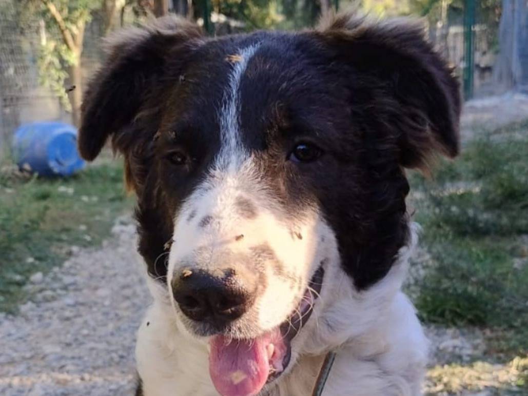 Adozione cane, maschio, meticcio, 1 anno e 8 mesi, taglia grande, Crotone