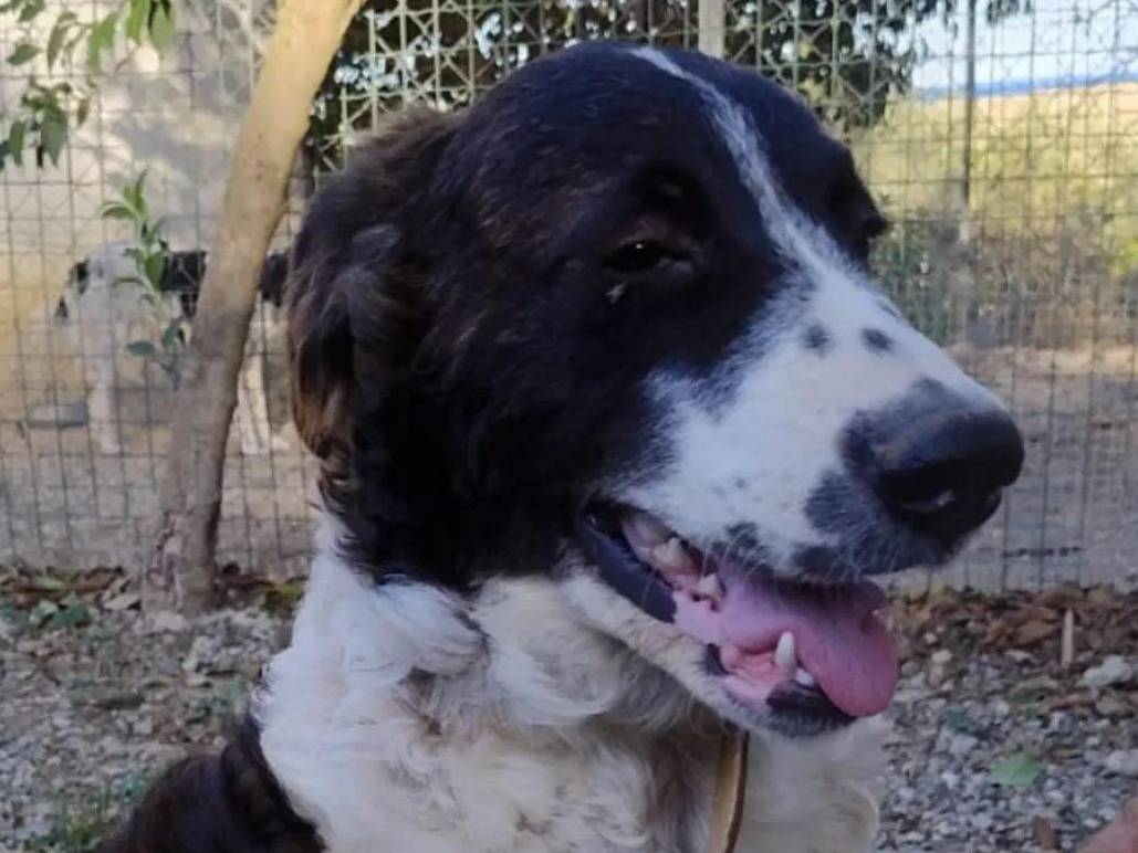 Adotta un cane, maschio, 10 mesi, Crotone