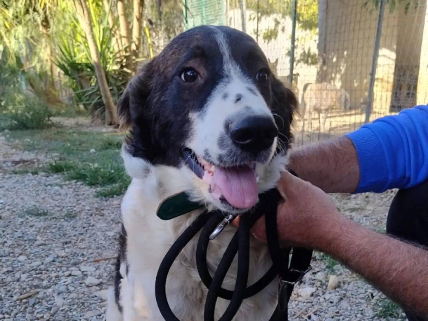 Adotta un cane, taglia grande, maschio, Crotone
