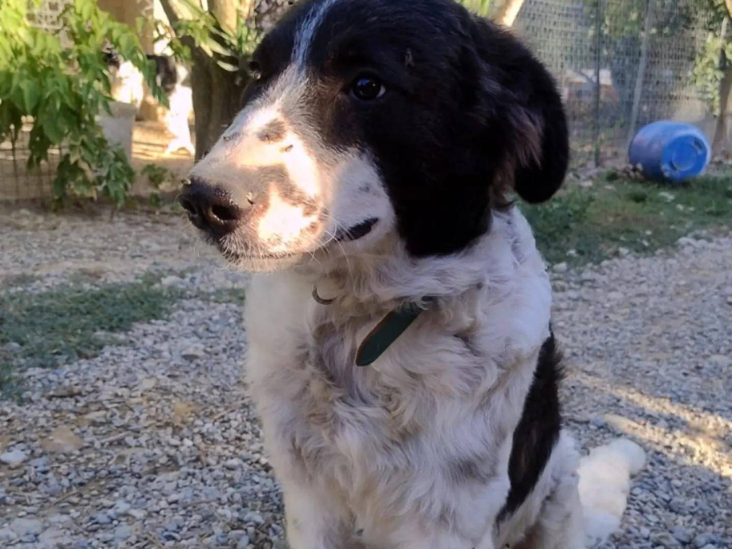 Vuoi adottare un cane a Crotone?